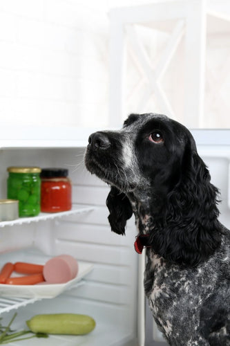 Sharing your fridge with your dog- how to stay safe even if you feed raw