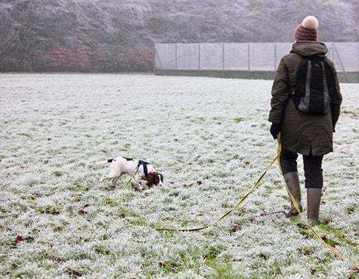 How to turn a 15-minute walk into a bonding opportunity with your new puppy