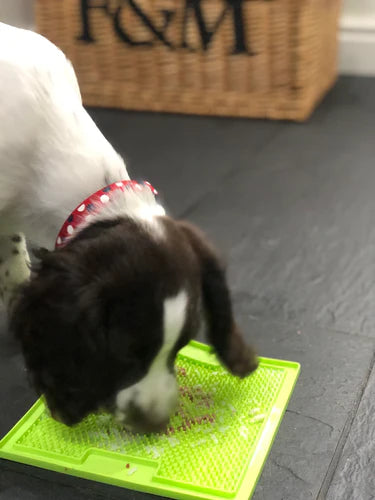 How to keep your puppy happy and occupied whilst you eat Christmas dinner in peace