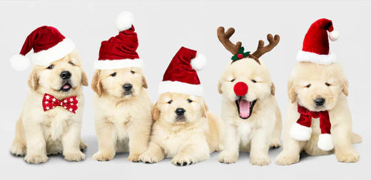 10 tips for a stress free Christmas with your puppy