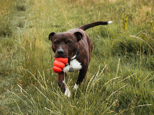 How to use your dog's food for enrichment and training even if you feed raw