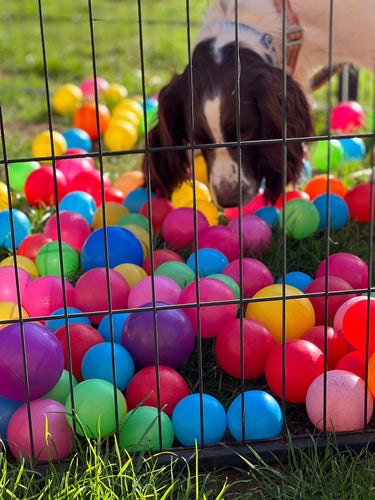 Unlocking the Joy of Canine Enrichment: Simple Ways to Enhance Your Dog’s Life